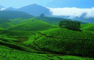 Munnar Beauty