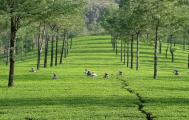 Munnar hillstation