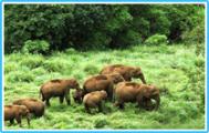 Elephants in Periyar forests